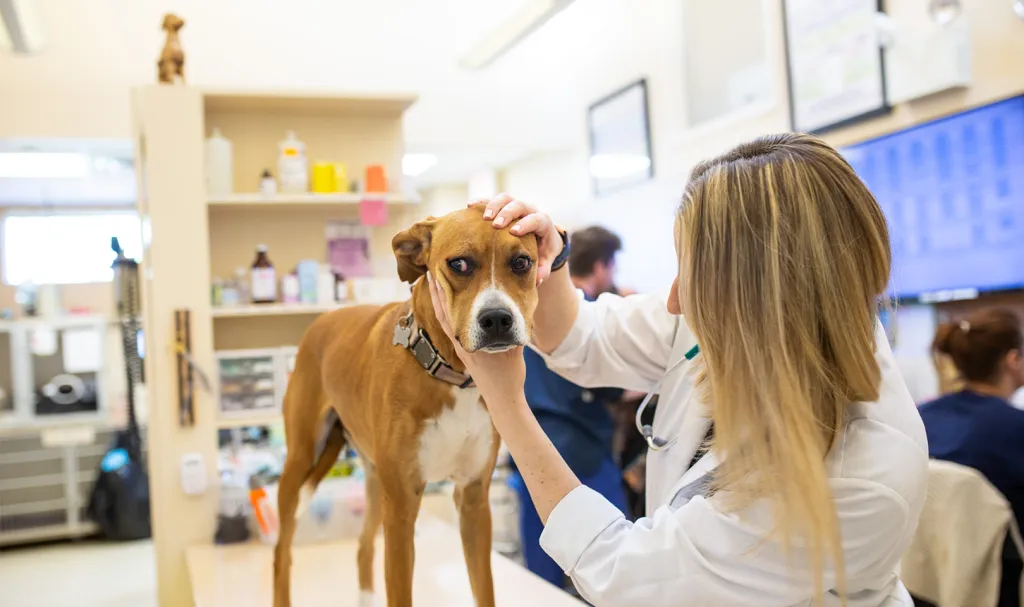 a veterinarian and a dog