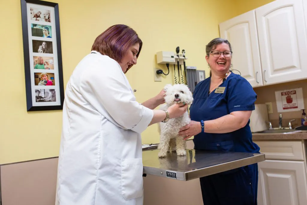 a veterinarian and a vet tech caring for a small dog