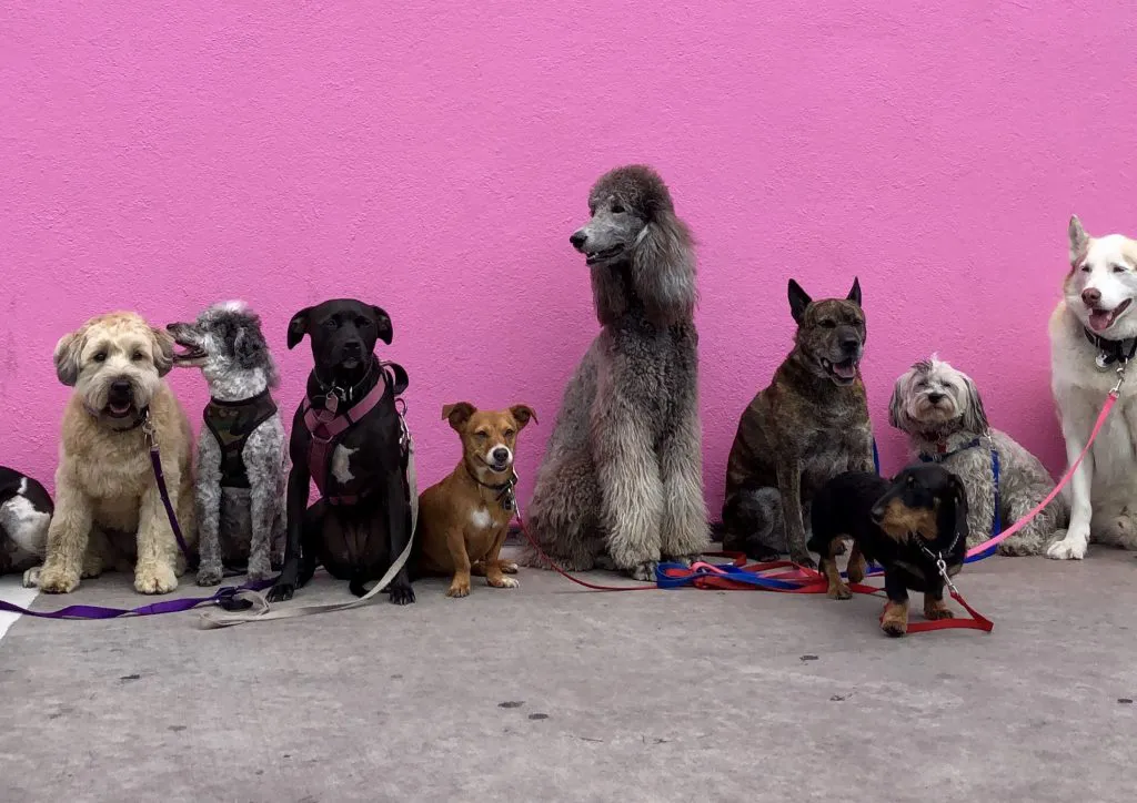 several dogs in front of a pink wall