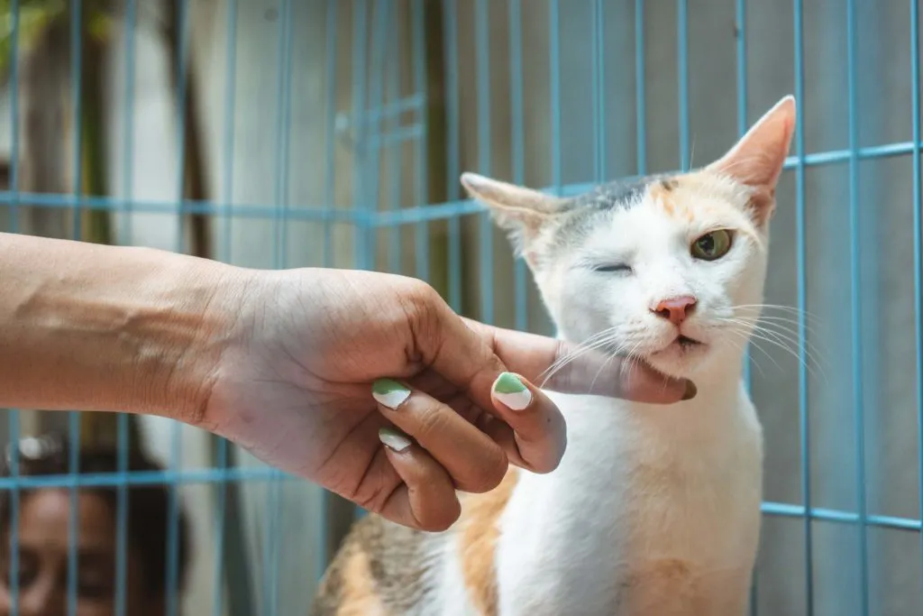 a person rubbing the chin of a calico cat