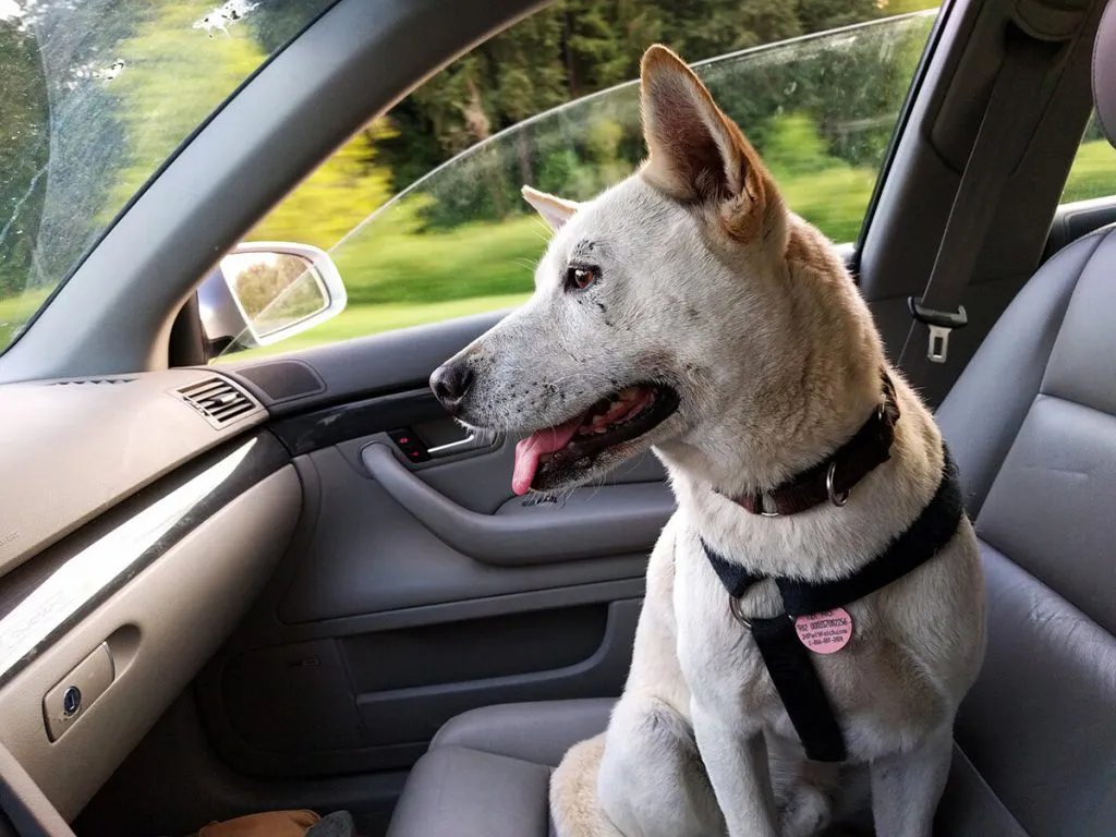 a dog in a car at a curbside veterinarian appointment