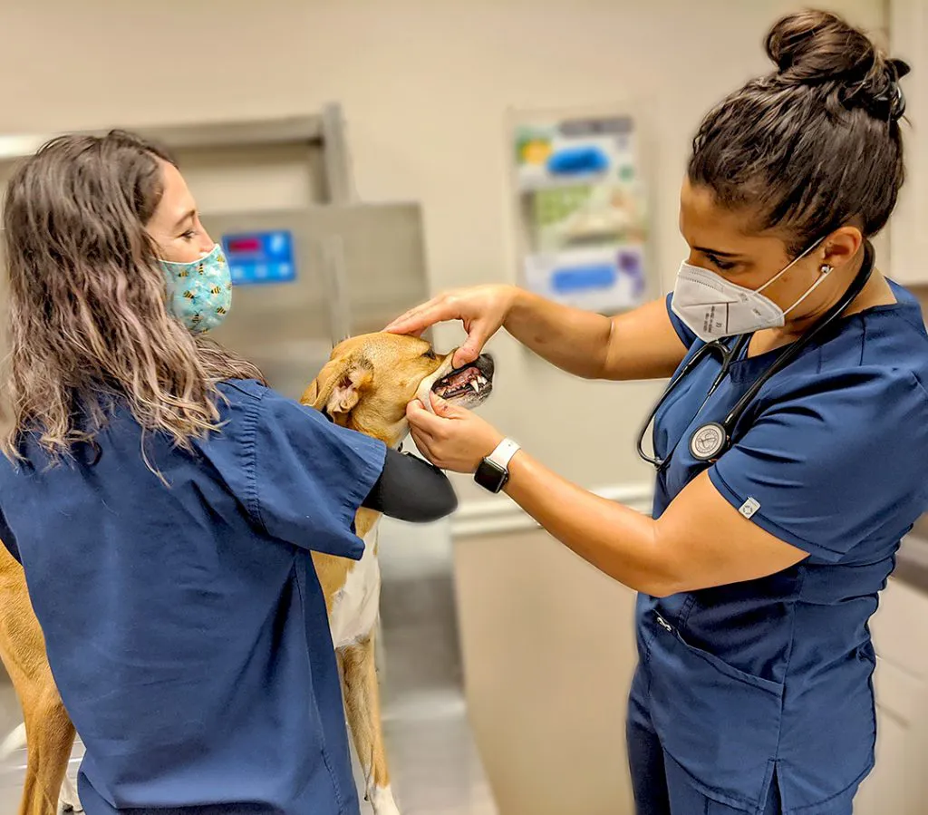 a veterinarian and a vet tech examining a dog's teeth