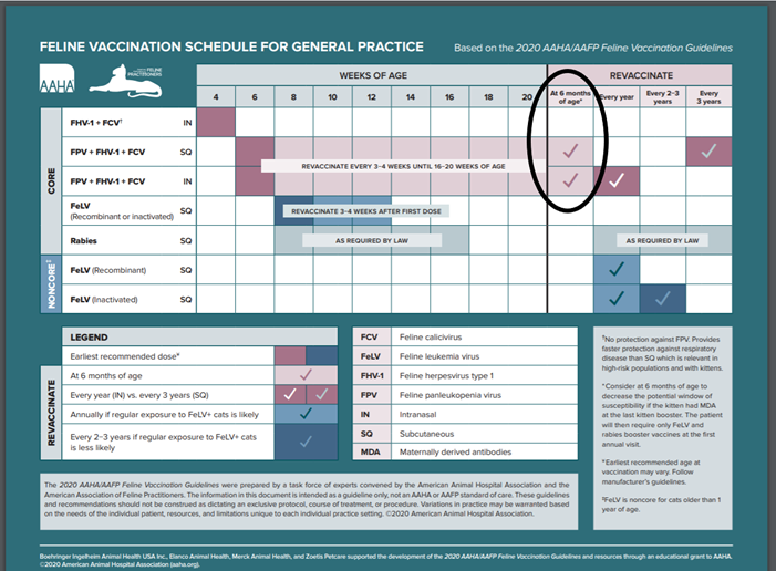 Feline vaccination schedule for general practice