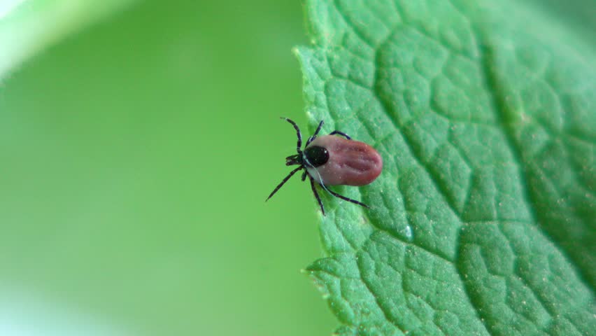 tick on leaf