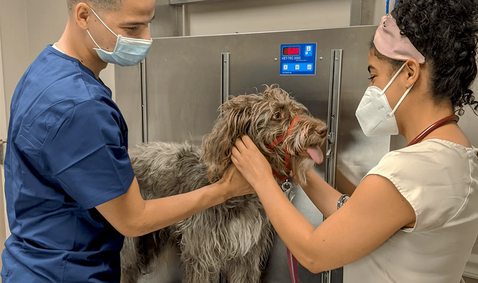 Photograph of two masked veterinary professionals examining a shaggy grey dog wearing a gentle lead.