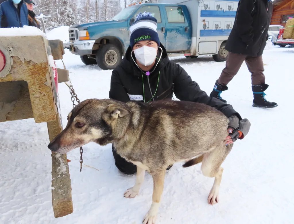 Vet and sled dog at Willow 300 race in Alaska