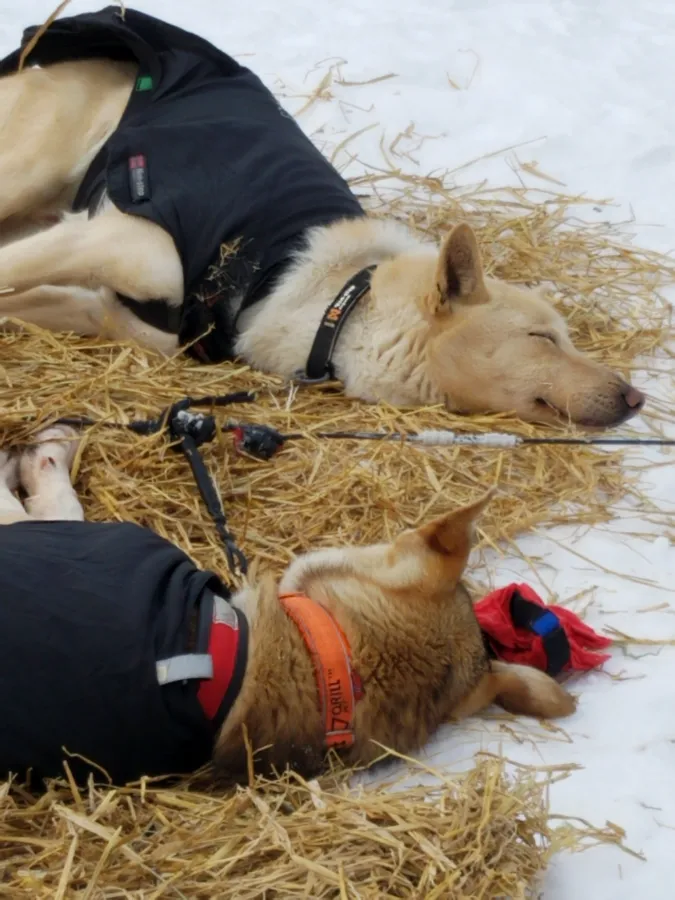 Sleeping sled dogs at Willow 300