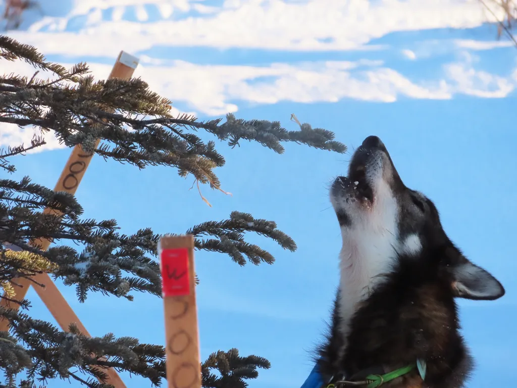 Howling dog at Willow 300 sled race in Alaska