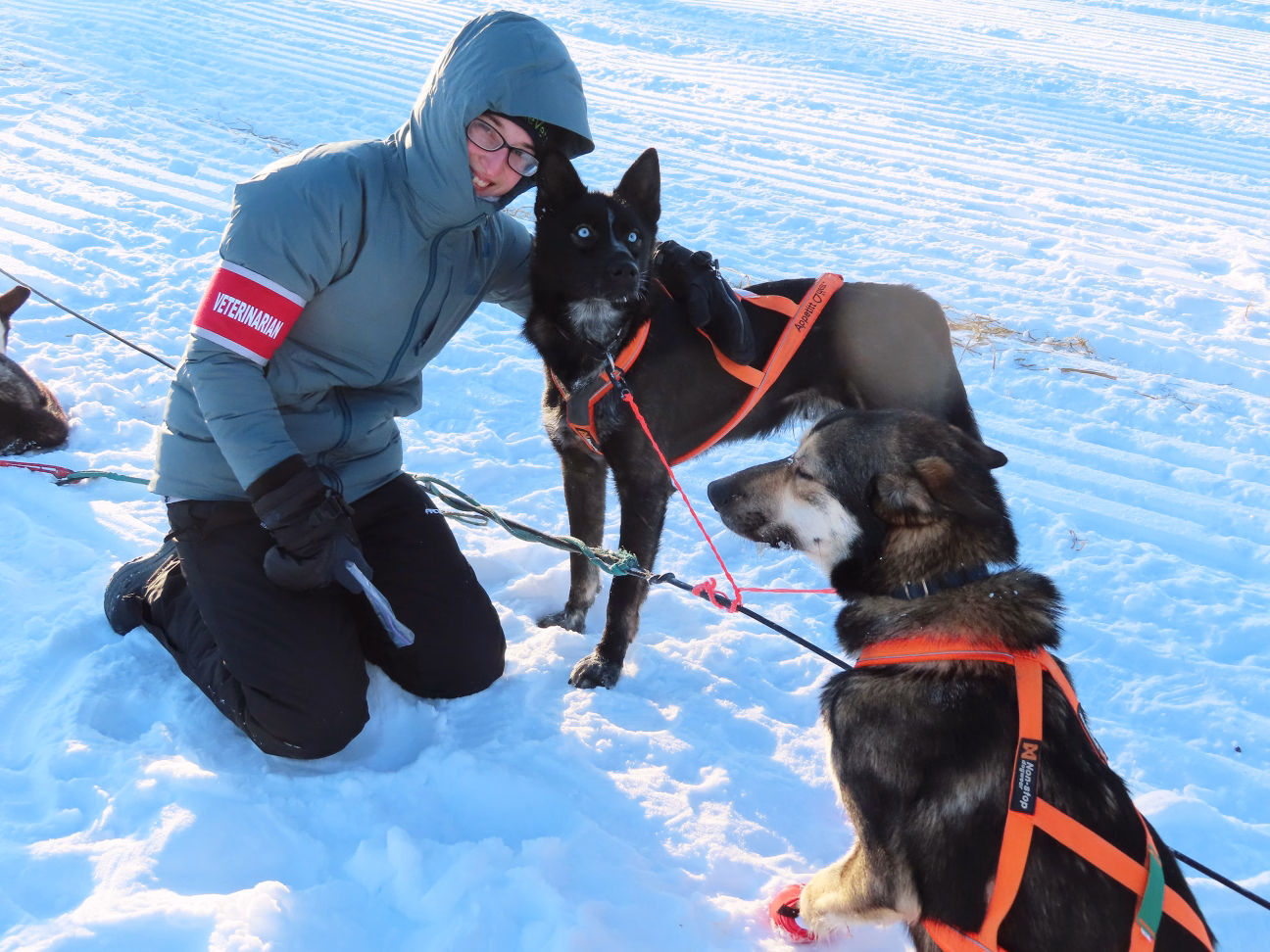 Vet and sled dog at Willow 300 race in Alaska