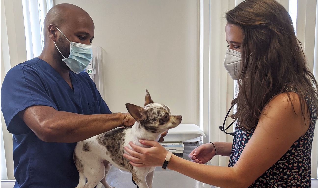 Photograph of two masked veterinary professionals examining a small dog in the clinic