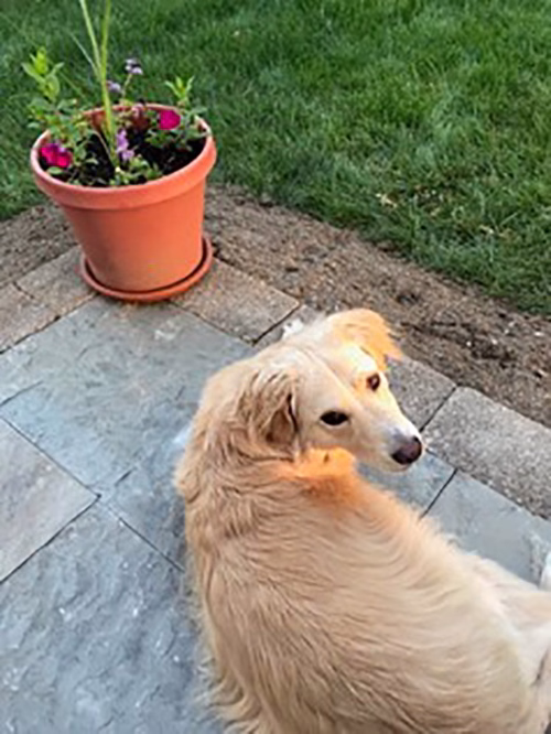 Meira: A mixed-race dog with exocrine pancreatic insufficiency