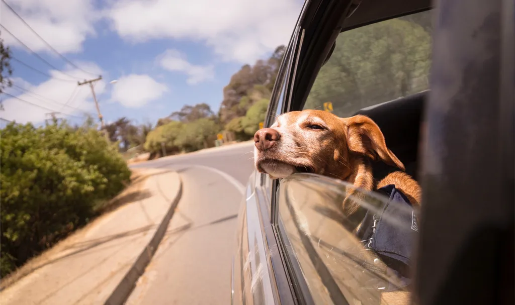 dog in car