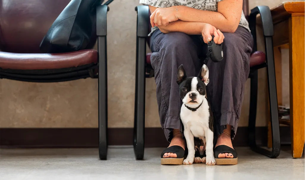 a veterinarian waiting room