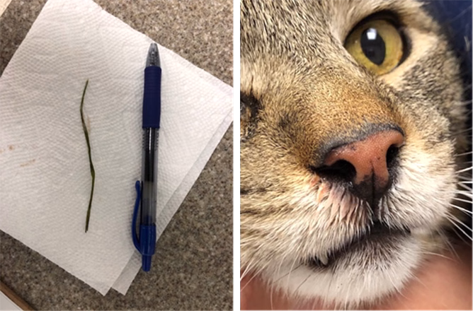 Two side-by-side photographs: one of a piece of grass nearly the size of the pen beside it on a paper towel, and one of a brown-and-white cat's face.