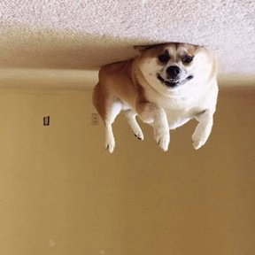 Photo of a corgi laying on its back on the ground; Image is flipped so it appears the corgi is on the ceiling