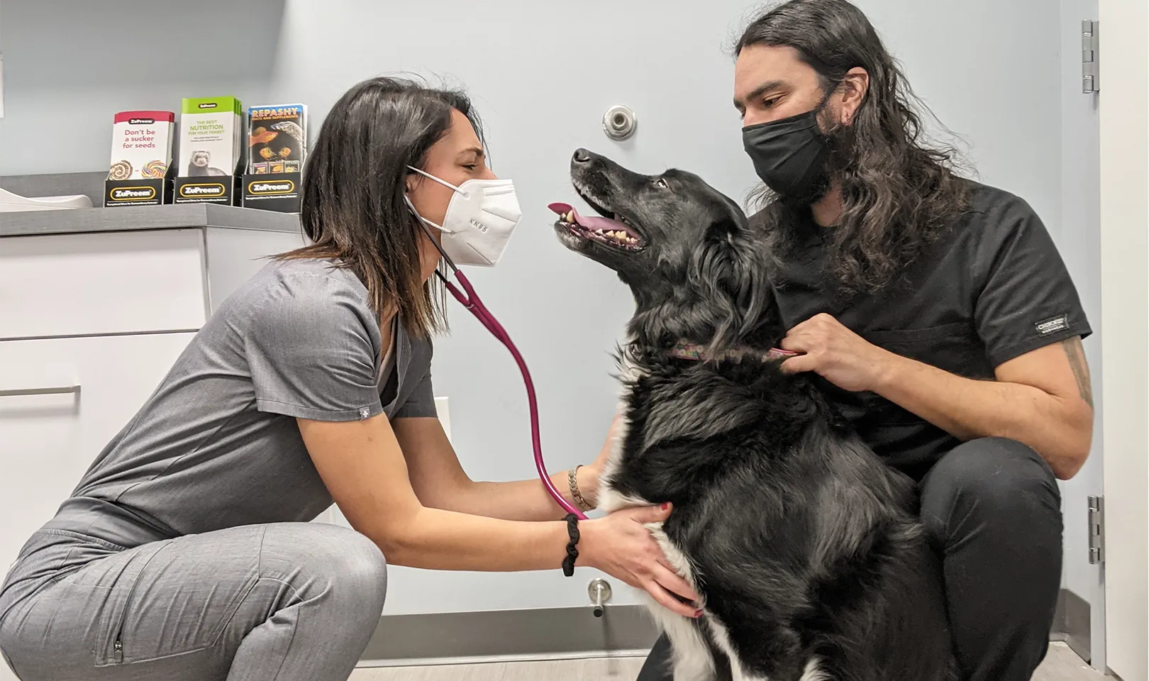 A veterinarian and a dog