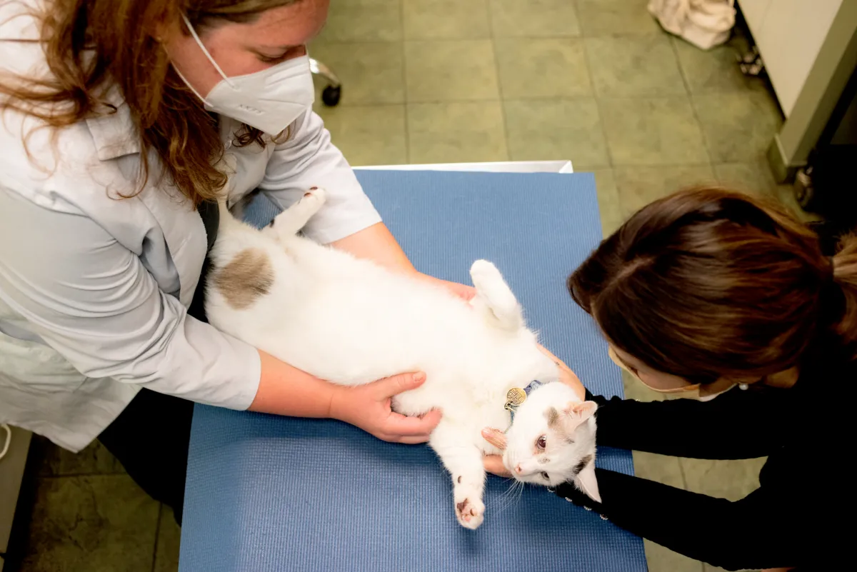 A veterinarian examines a cat