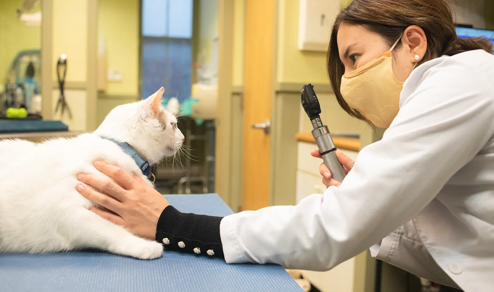 A veterinarian examines a cat