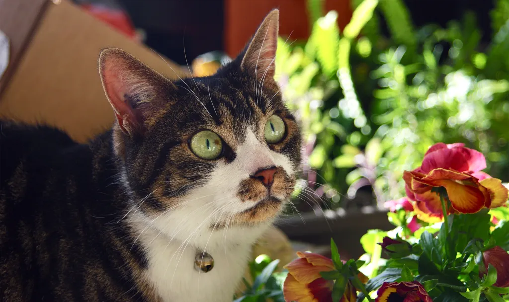 A brown, black, and white tabby cat with green eyes beside a pink and yellow flower.