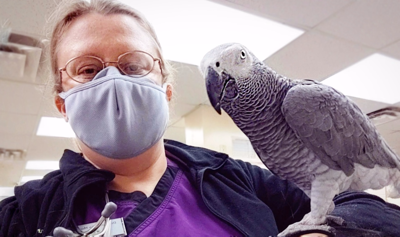 The exotics pet exam