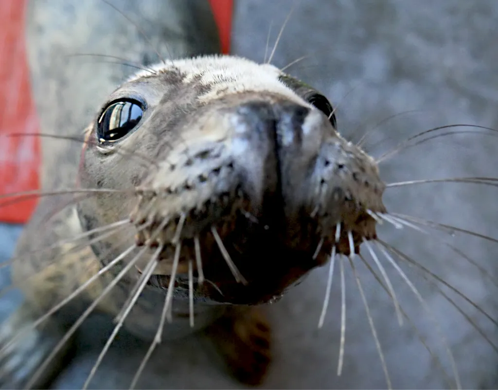 grey seal