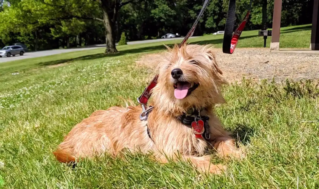 Photo of a long-haired blonde dog on a red leash lying in the grass