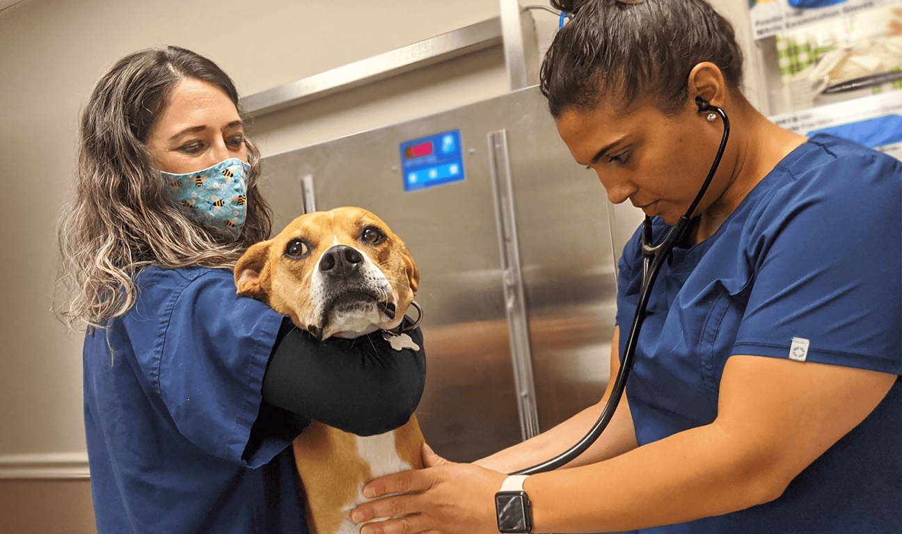 Monkeypox veterinarians