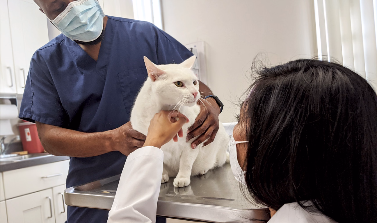 euthanasia pet tips