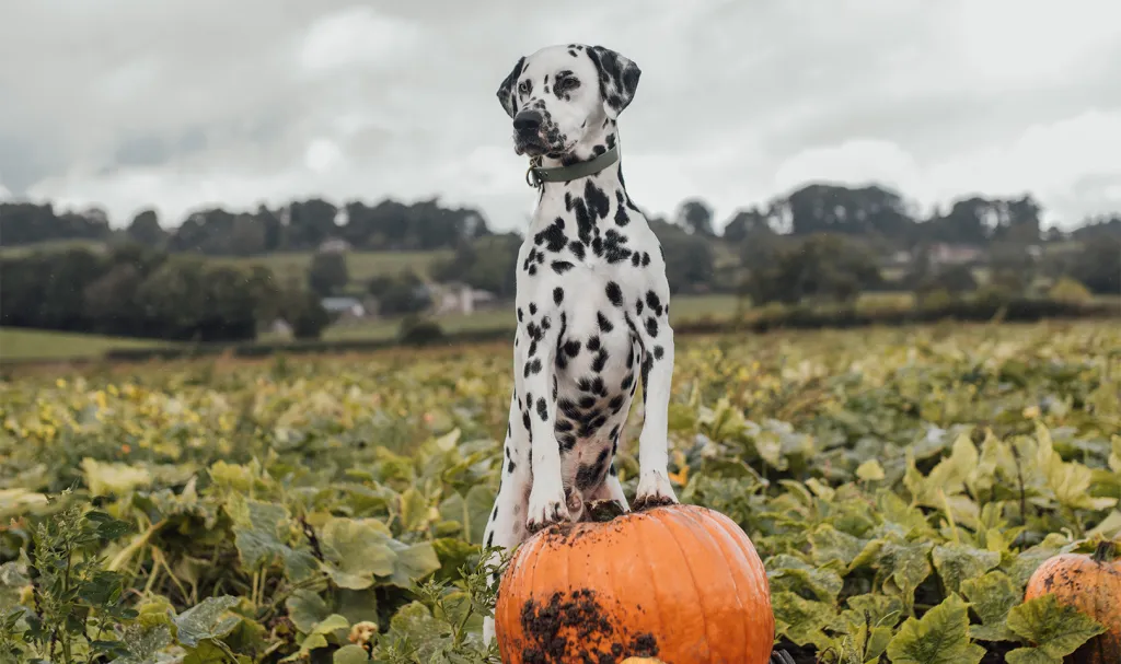 Halloween pet tips