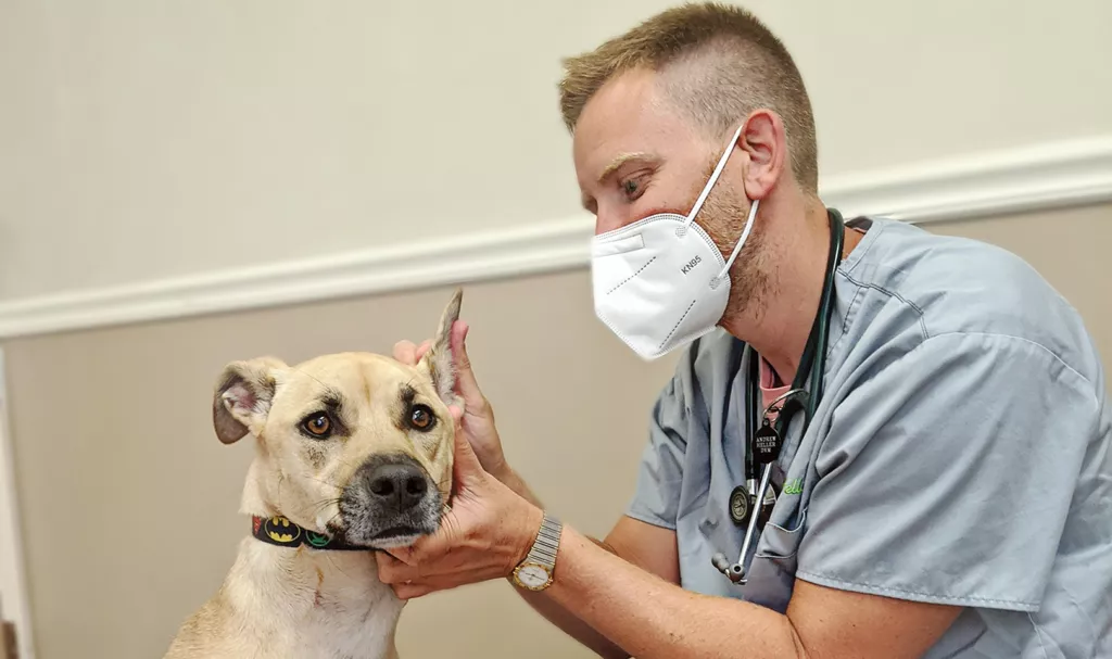 photo of IndeVet Andrew examining a dogs ear