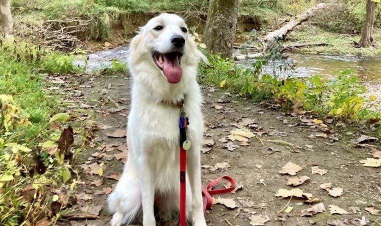 Photo of a smiling dog on a walking trail