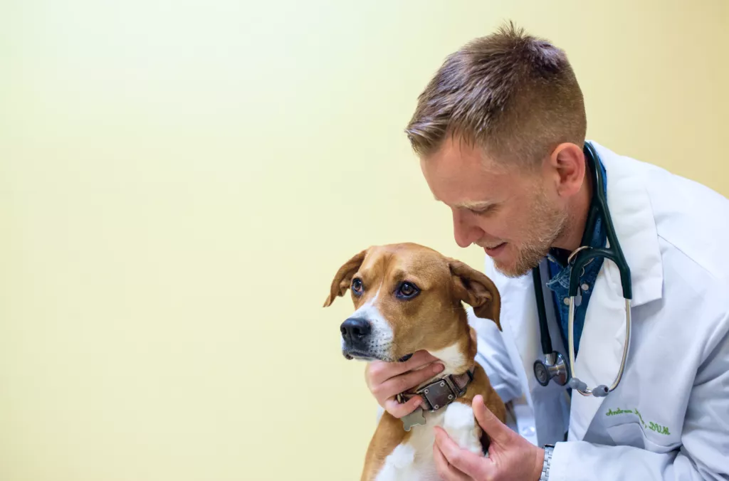Photo of associate indevet Dr. Heller holding a boxer dog