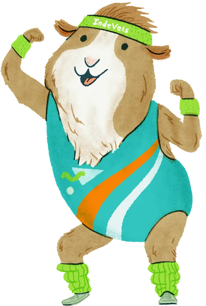 Illustration of a guinea pig exercising in a colorful unitard