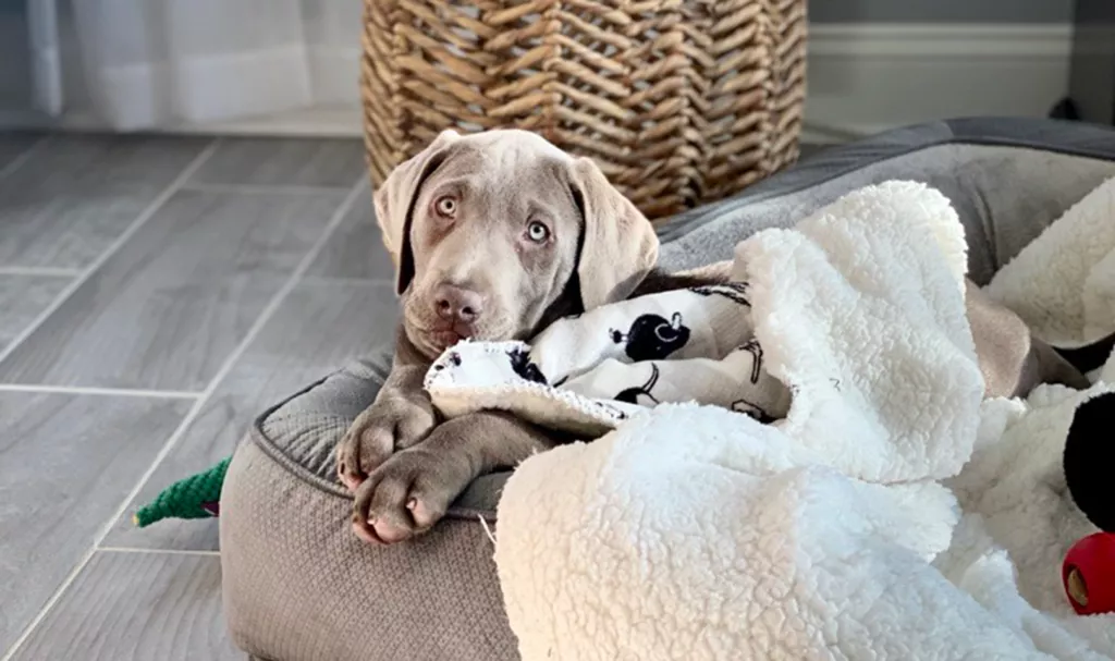 Photo of a brown lab lying in a fluffy bed