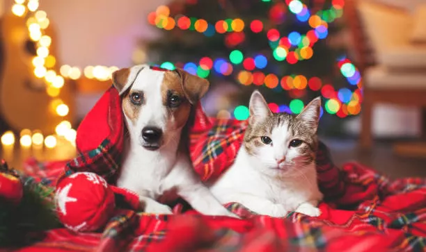 Stock photo of a cat and dog under a blanket in front of a xmas tree