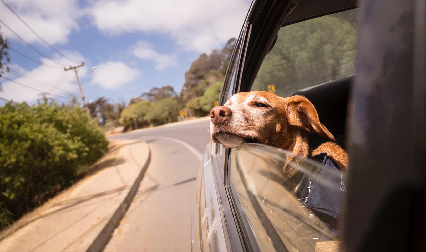 Photo of a dog with its head out the window of a car