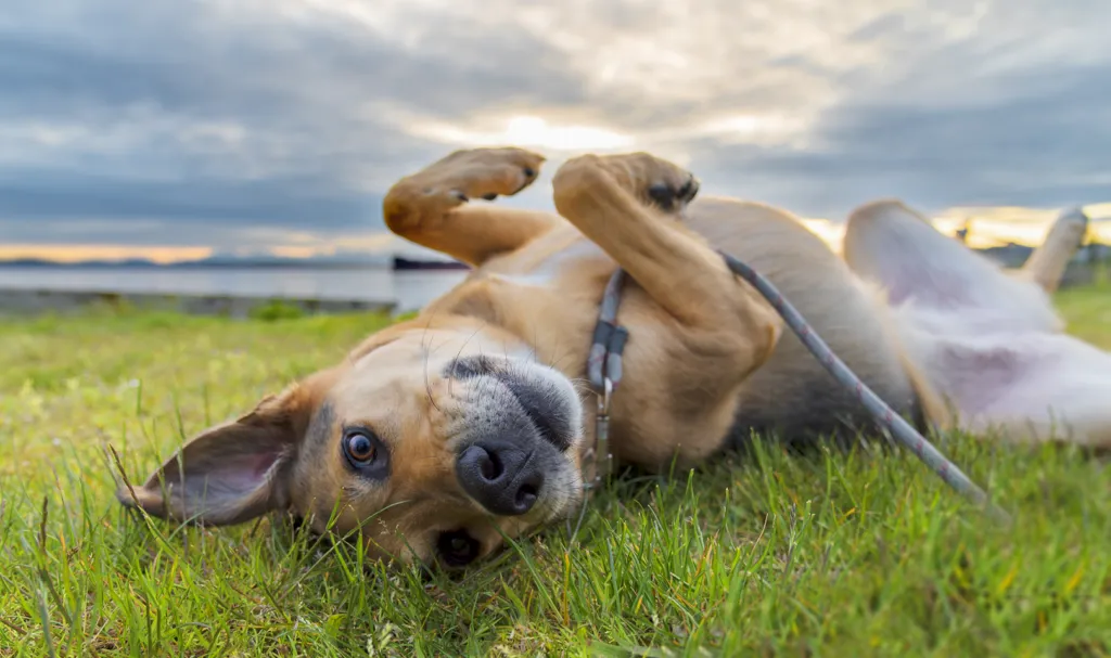 Photo of a dog laying on its back in the grass