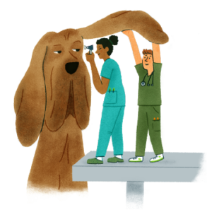 Two vets looking into a giant dog's ear