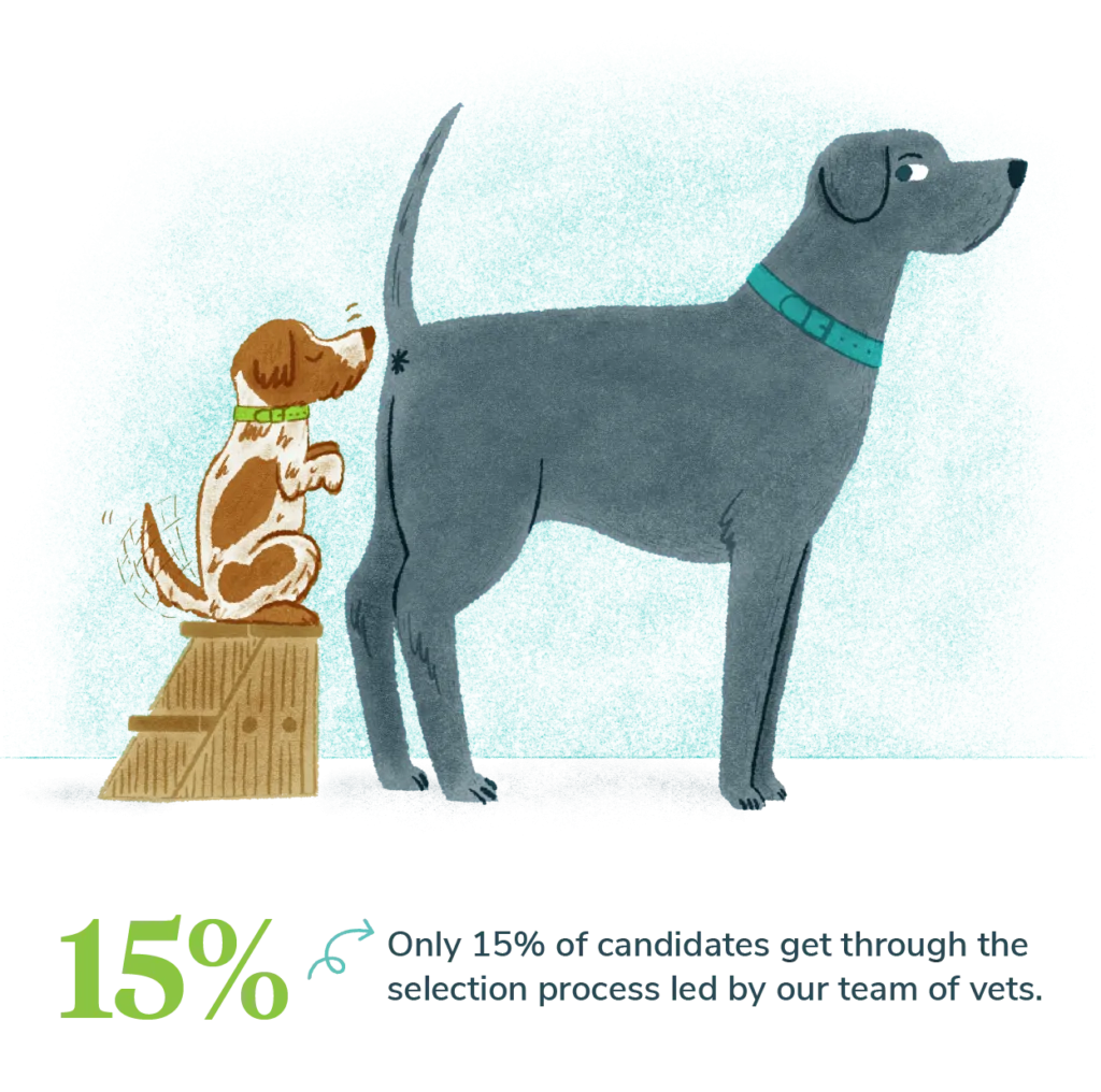 Illustration of dogs sniffing butts with stat that only 15% of candidates get through our selection process