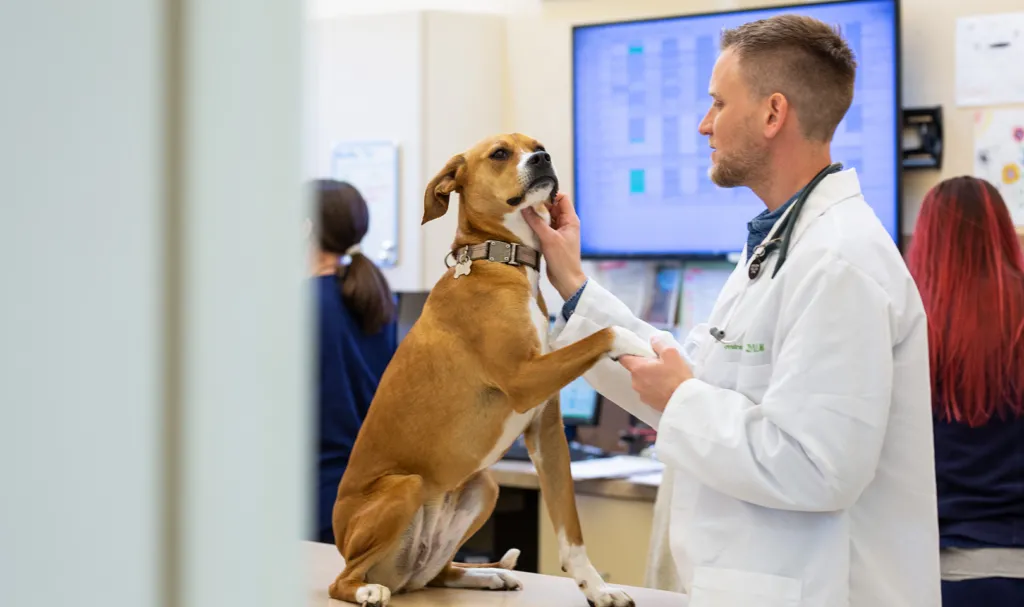 A veterinarian examining a brown dog on an exam table