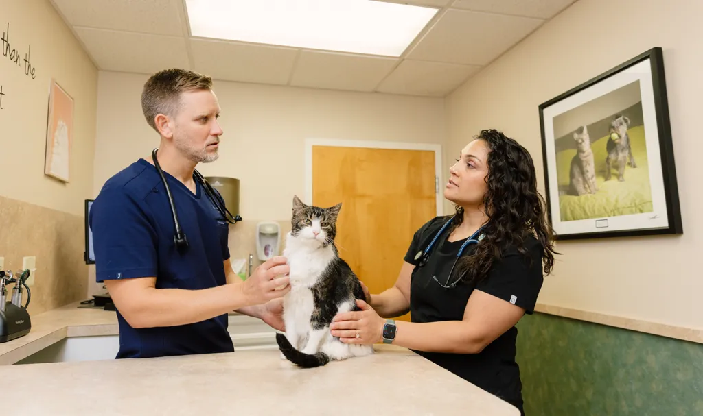 Vets and cat in exam room