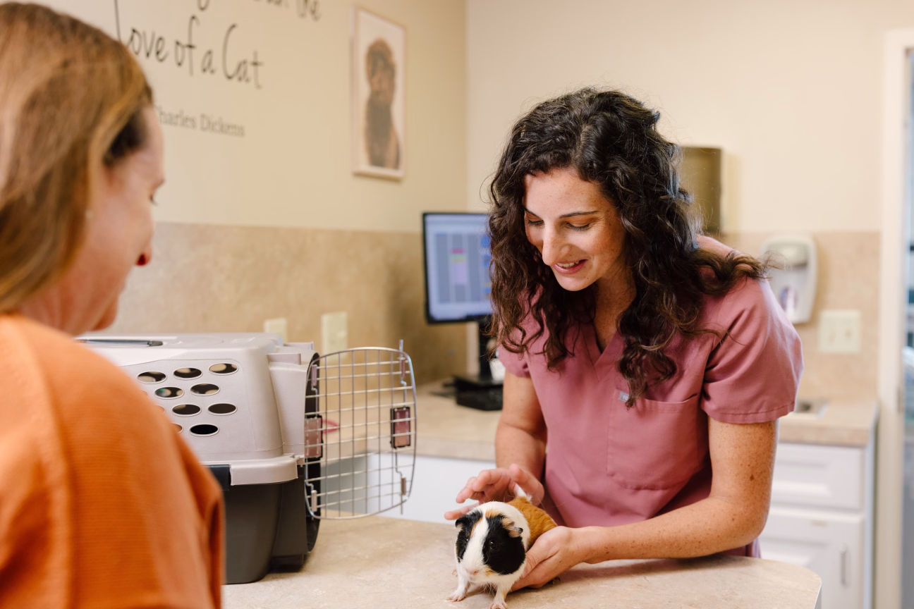 Photo of a veterinarian with long dark curly hair examining a guinea pig while the pet's owner looks on happily.