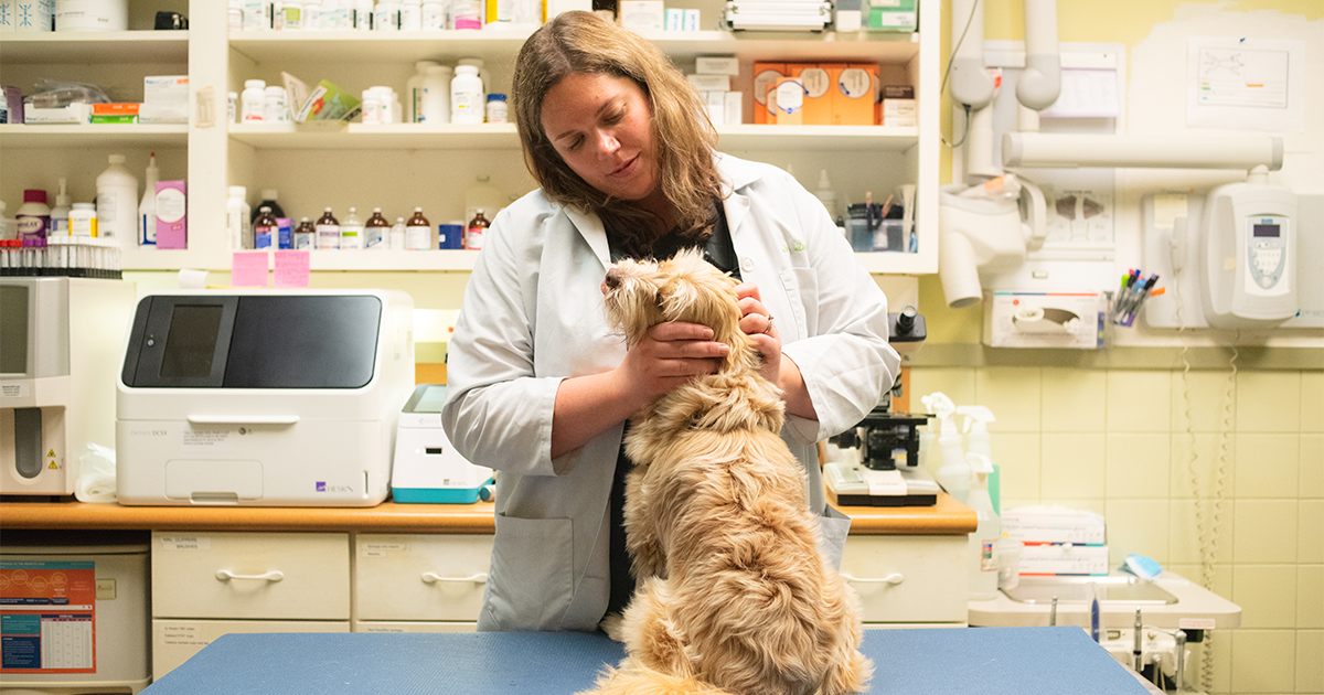 What it's like being an Associate Relief Vet IndeVets