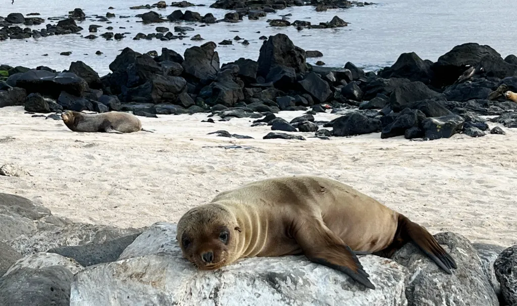 Seal laying on the beach in the Galapagos Islands
