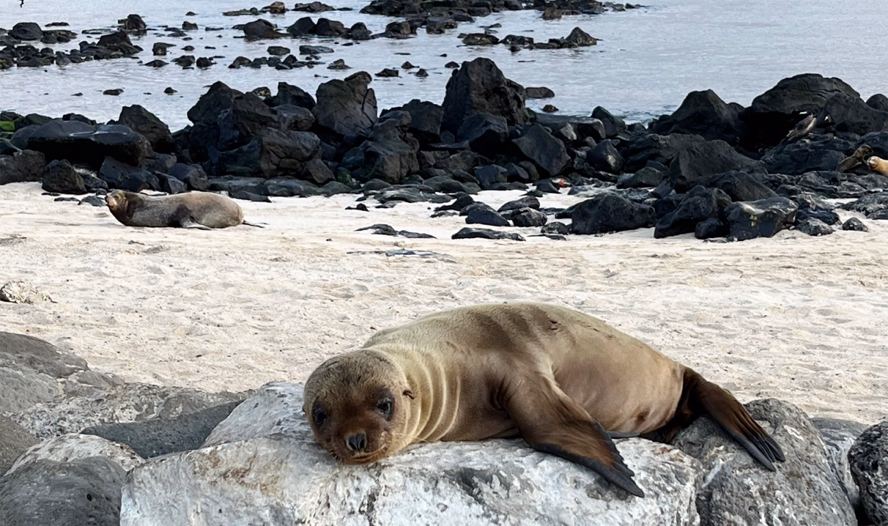 Seal laying on the beach in the Galapagos Islands