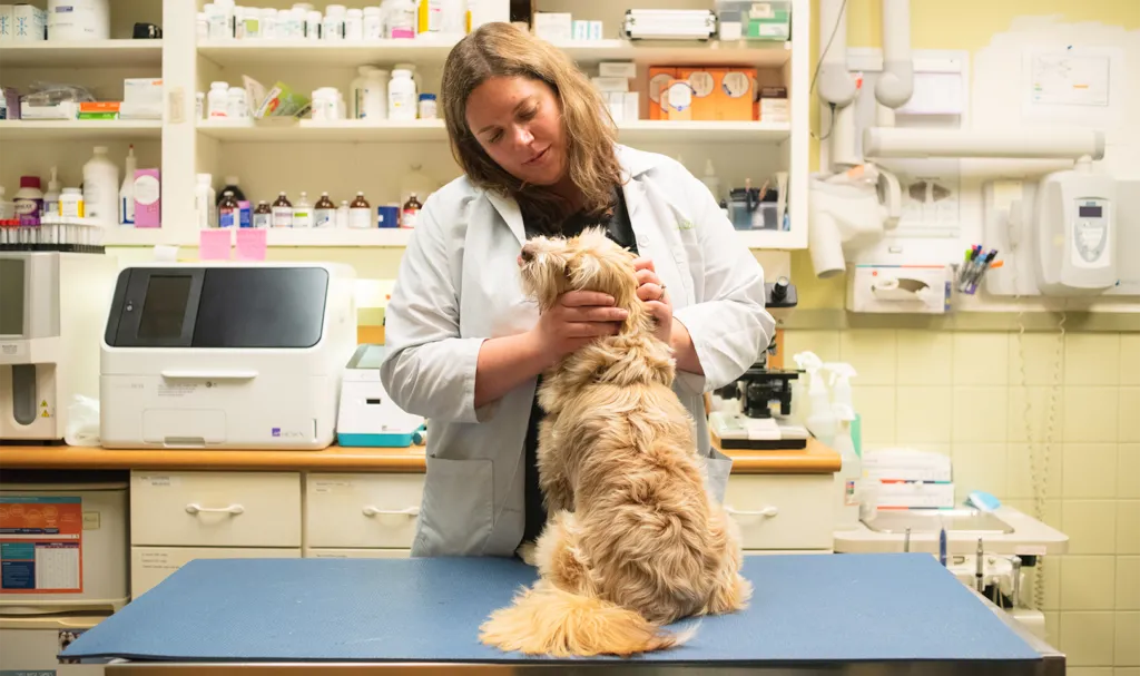 vet with a dog