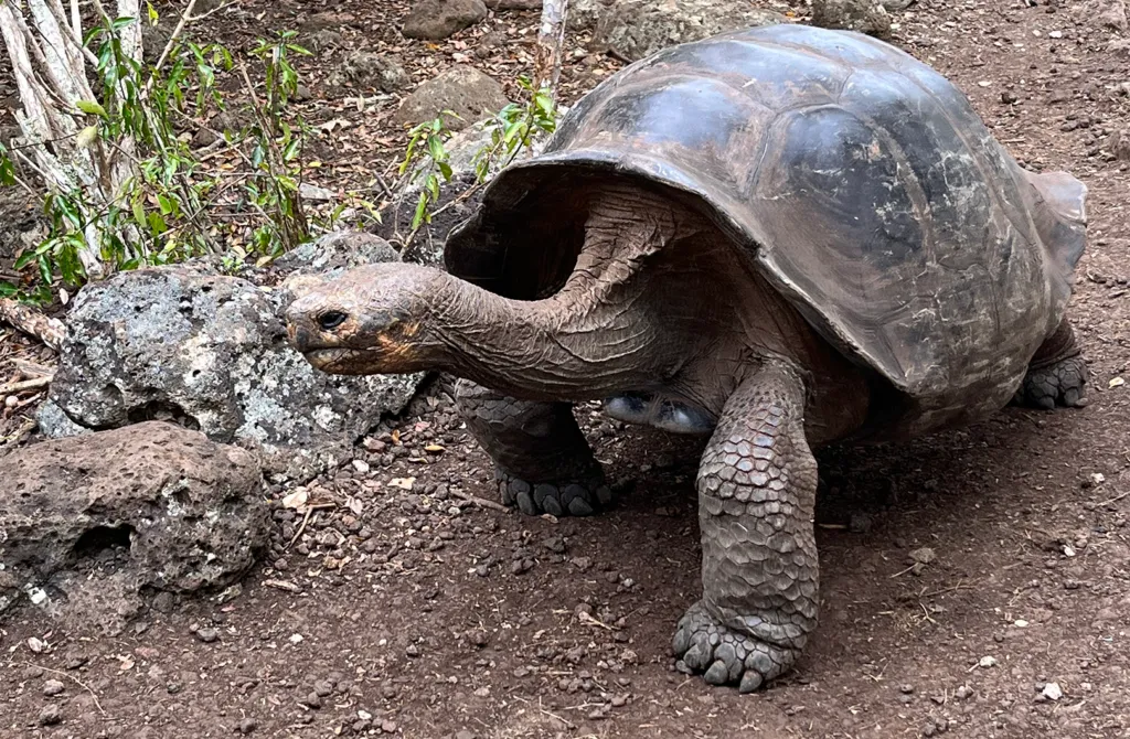 Giant tortoise in the Galapagos Islands