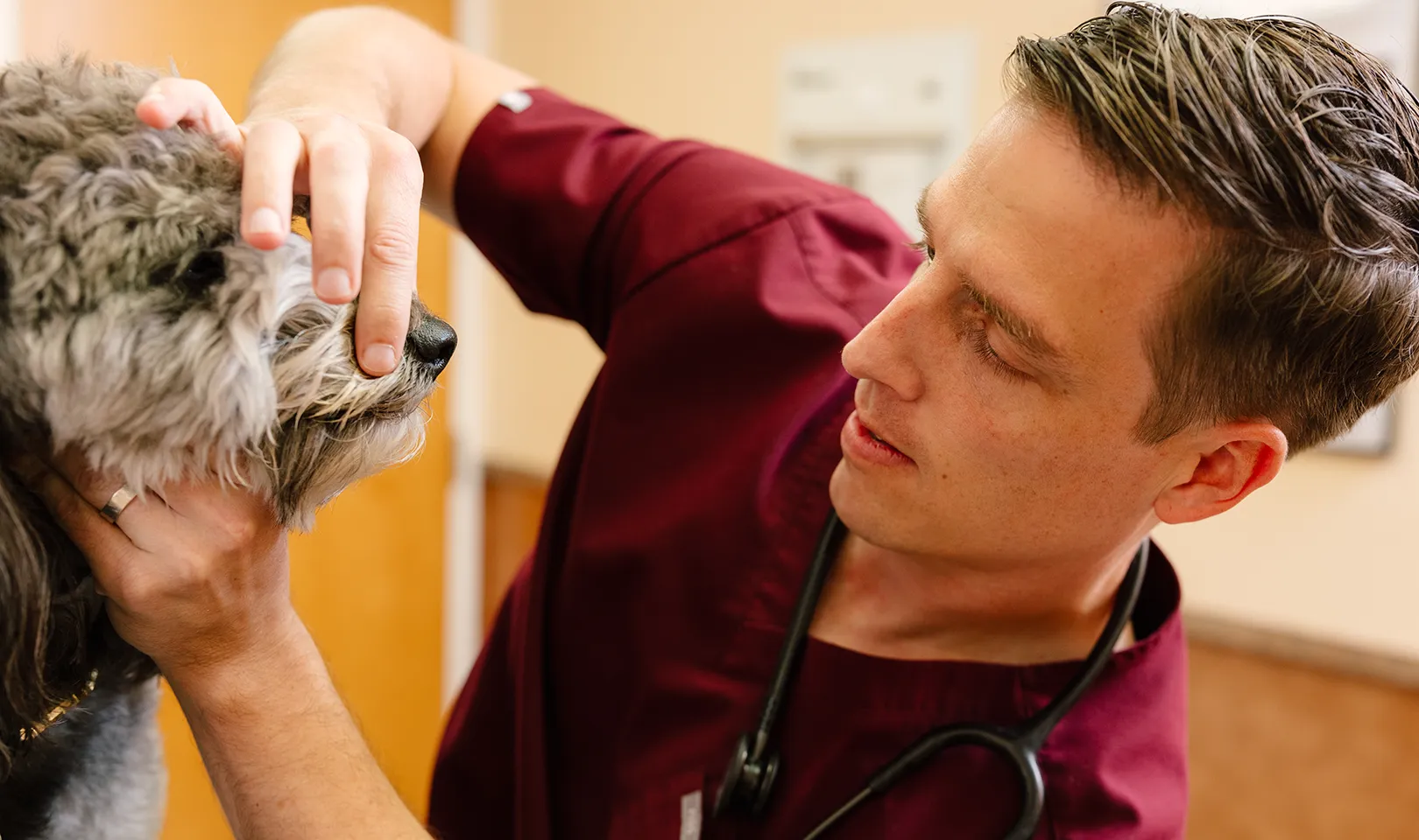 Relief veterinarian and dog