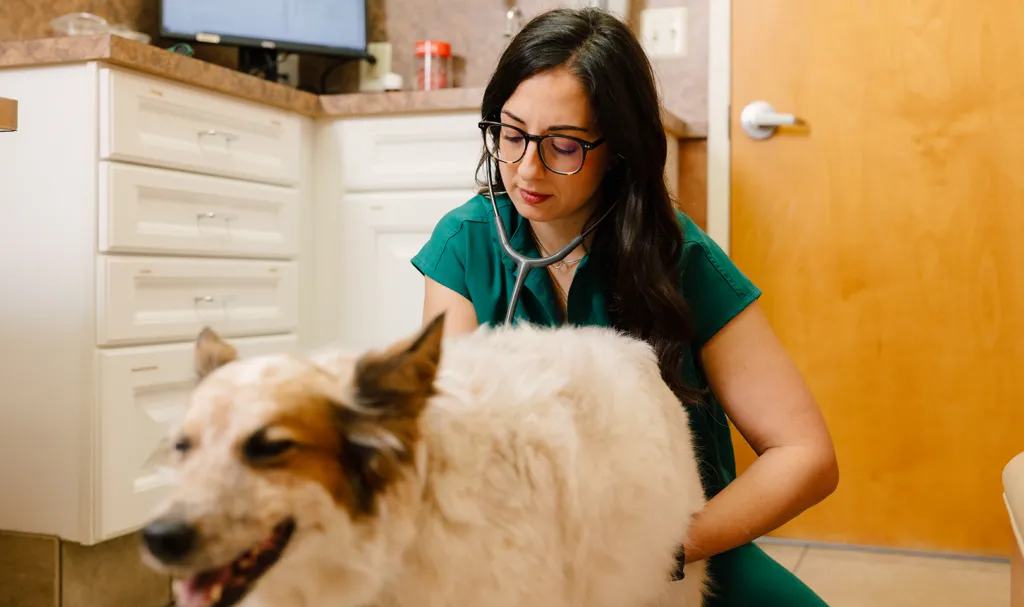 job opportunities for veterinarians, types of veterinarian, what are the different types of vets