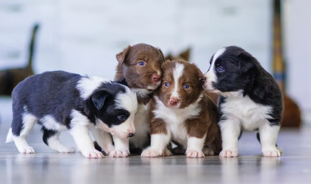 Group of puppies
